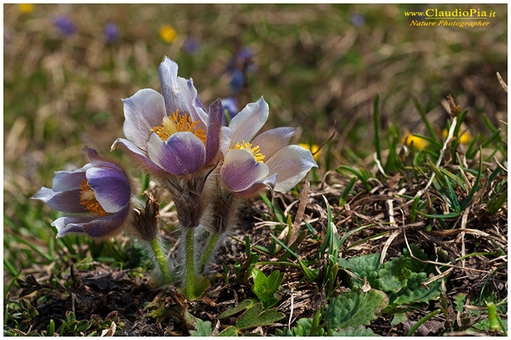 Pulsatilla vernalis, fiori di montagna, alpini, fotografia, foto, alpine flowers, dolomiti